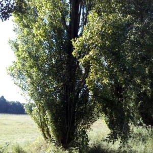 Photographie n°2224118 du taxon Populus nigra L. [1753]