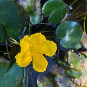 Photographie n°2224128 du taxon Nymphoides peltata (S.G.Gmel.) Kuntze [1891]