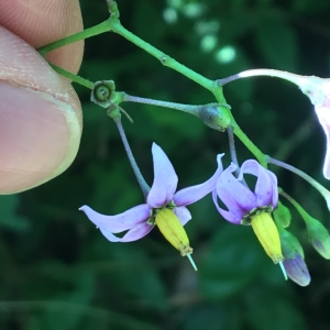 Photographie n°2224137 du taxon Solanum dulcamara L. [1753]