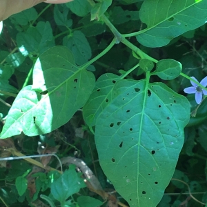 Photographie n°2224138 du taxon Solanum dulcamara L. [1753]