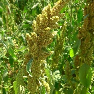 Photographie n°2224163 du taxon Amaranthus retroflexus L. [1753]