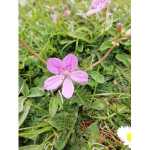 Erodium carvifolium Boiss. & Reut.