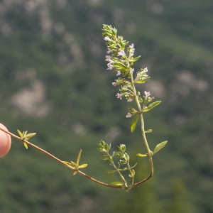 Thymus serpyllum proles nitens (Lamotte) Rouy (Thym luisant)