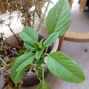 Photographie n°2224194 du taxon Amaranthus retroflexus L. [1753]