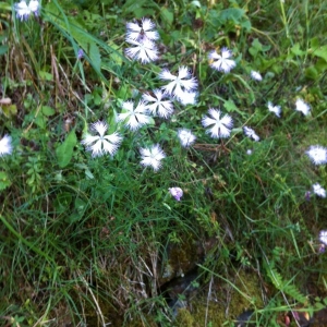 Photographie n°2224205 du taxon Dianthus hyssopifolius L.