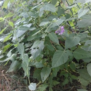 Photographie n°2224220 du taxon Solanum dulcamara L. [1753]