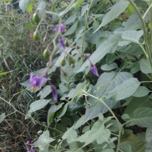 Photographie n°2224221 du taxon Solanum dulcamara L. [1753]