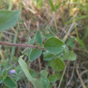 Photographie n°2224241 du taxon Origanum vulgare L. [1753]