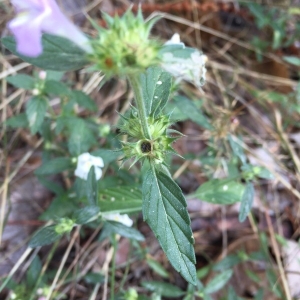 Photographie n°2224243 du taxon Galeopsis ladanum L. [1753]