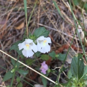 Photographie n°2224244 du taxon Galeopsis ladanum L. [1753]