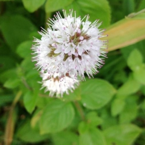 Photographie n°2224276 du taxon Mentha aquatica L. [1753]