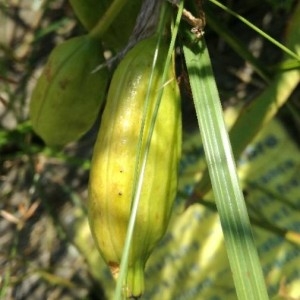 Photographie n°2224291 du taxon Iris pseudacorus L. [1753]