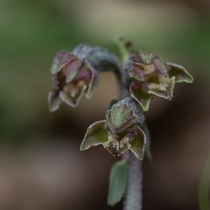  - Epipactis microphylla (Ehrh.) Sw. [1800]