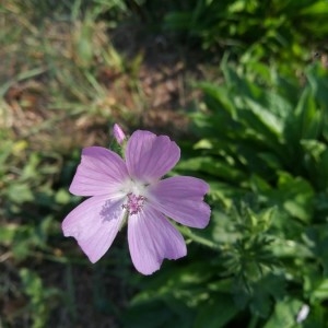 Photographie n°2224328 du taxon Malva moschata L. [1753]