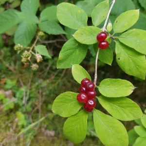 Photographie n°2224337 du taxon Lonicera xylosteum L. [1753]