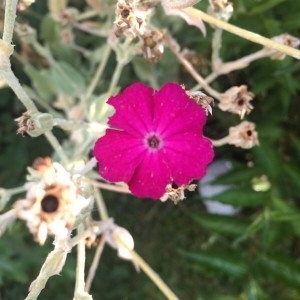 Photographie n°2224371 du taxon Lychnis coronaria (L.) Desr. [1792]