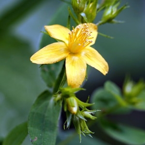 Photographie n°2224377 du taxon Hypericum tetrapterum Fr. [1823]