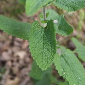 Photographie n°2224383 du taxon Teucrium scorodonia L.