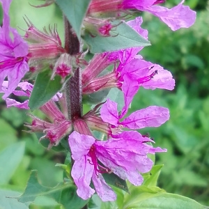 Photographie n°2224408 du taxon Lythrum salicaria L.