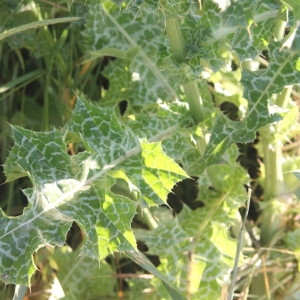 Photographie n°2224413 du taxon Silybum marianum (L.) Gaertn. [1791]