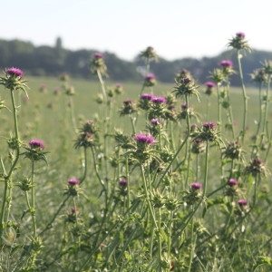 Photographie n°2224414 du taxon Silybum marianum (L.) Gaertn. [1791]