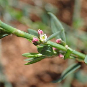 Photographie n°2224449 du taxon Polygonum aviculare L. [1753]