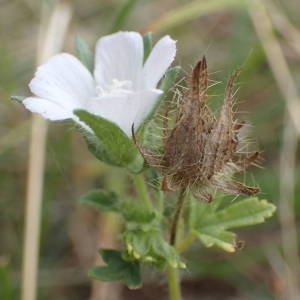 Photographie n°2224456 du taxon Malva setigera Spenn. [1829]