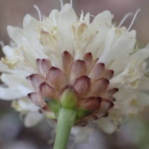 Photographie n°2224461 du taxon Cephalaria leucantha (L.) Schrad. ex Roem. & Schult. [1818]