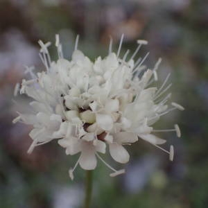 Photographie n°2224462 du taxon Cephalaria leucantha (L.) Schrad. ex Roem. & Schult. [1818]