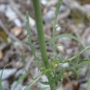 Photographie n°2224464 du taxon Cephalaria leucantha (L.) Schrad. ex Roem. & Schult. [1818]