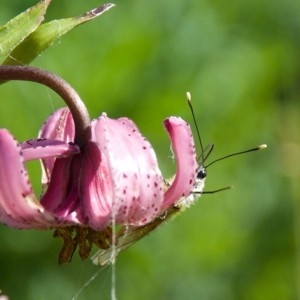 Photographie n°2224494 du taxon Lilium martagon L.