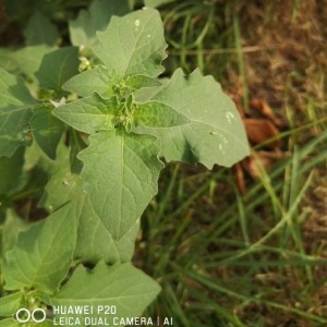 Photographie n°2224507 du taxon Solanum physalifolium Rusby [1895]