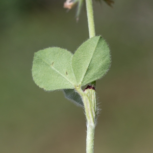 Photographie n°2224513 du taxon Trifolium incarnatum L. [1753]