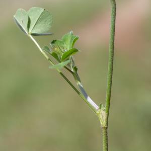 Photographie n°2224514 du taxon Trifolium incarnatum L. [1753]