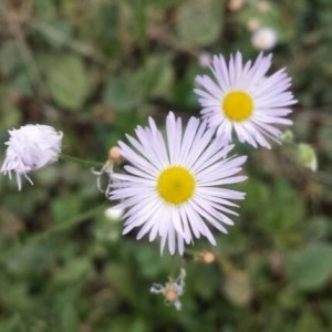 Photographie n°2224518 du taxon Erigeron annuus (L.) Desf. [1804]