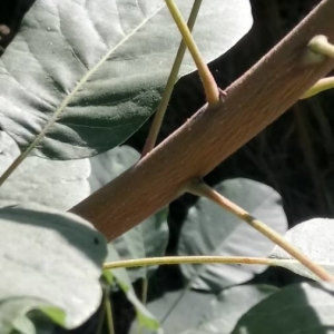 Photographie n°2224538 du taxon Cotinus coggygria Scop. [1771]