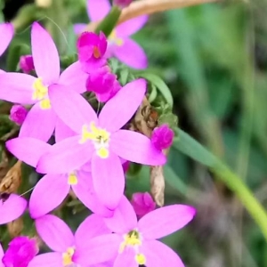 Photographie n°2224548 du taxon Centaurium erythraea Rafn [1800]