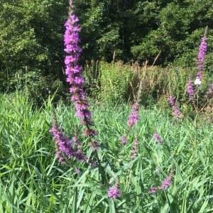 Photographie n°2224559 du taxon Lythrum salicaria L.