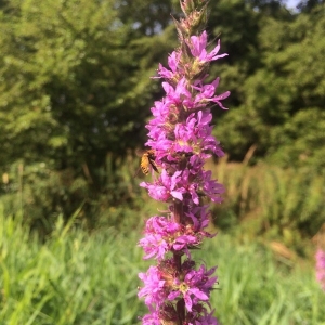 Photographie n°2224560 du taxon Lythrum salicaria L.