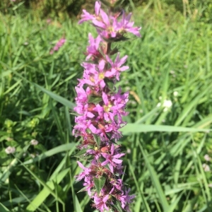 Photographie n°2224561 du taxon Lythrum salicaria L.