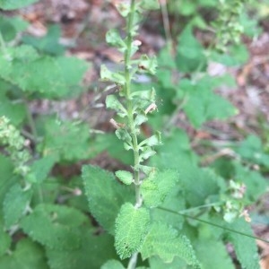 Photographie n°2224564 du taxon Teucrium scorodonia L. [1753]