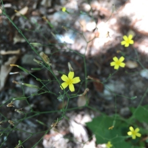 Photographie n°2224580 du taxon Lactuca muralis (L.) Gaertn. [1791]