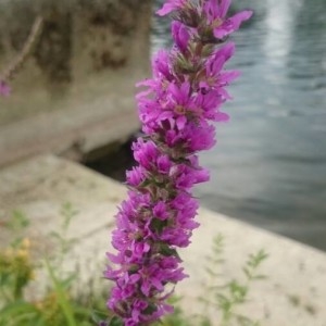 Photographie n°2224606 du taxon Lythrum salicaria L.