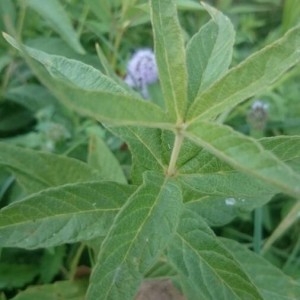 Photographie n°2224607 du taxon Lythrum salicaria L.