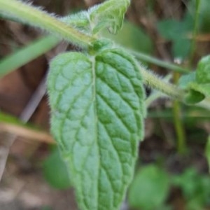 Photographie n°2224638 du taxon Clinopodium vulgare L.