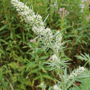 Photographie n°2224645 du taxon Artemisia vulgaris L. [1753]