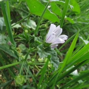 Photographie n°2224660 du taxon Malva neglecta Wallr. [1824]