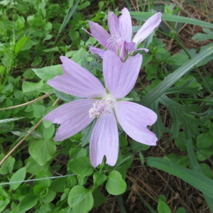 Photographie n°2224666 du taxon Malva moschata L. [1753]