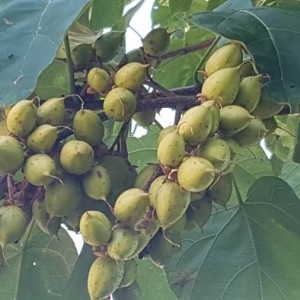 Photographie n°2224687 du taxon Paulownia tomentosa (Thunb.) Steud. [1841]