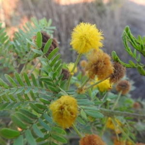 Photographie n°2224696 du taxon Acacia farnesiana (L.) Willd. [1806]